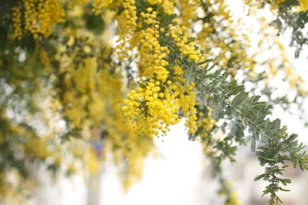 雨に濡れる春の花　ミモザ♪_e0195587_18263780.jpg