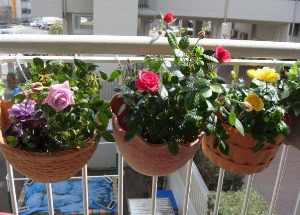 10年 3月 3日 ベランダの花 マンションの庭園の花 ぼくのままの若さの秘訣は