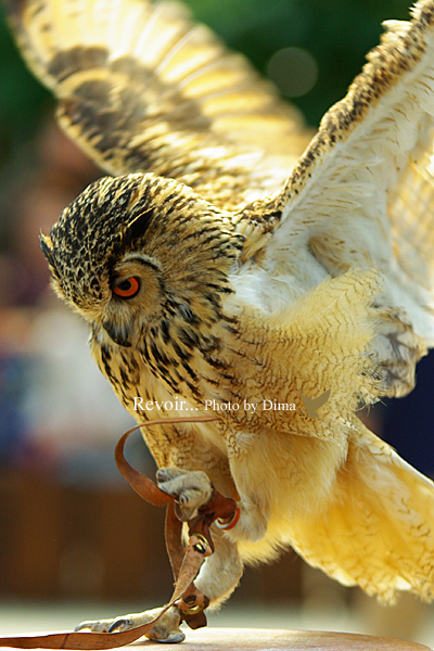 <神戸花鳥園に行ってきました～^^>_c0183700_21435633.jpg