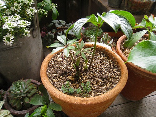 c0227800_1983639.jpg