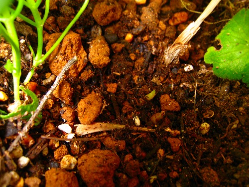 c0227800_949241.jpg