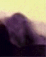 e0103408_12523053.gif