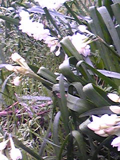 a0160509_2032988.jpg