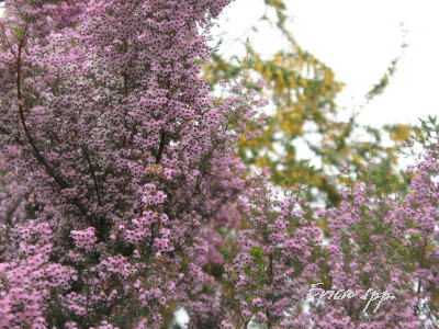 c0178009_16403361.jpg