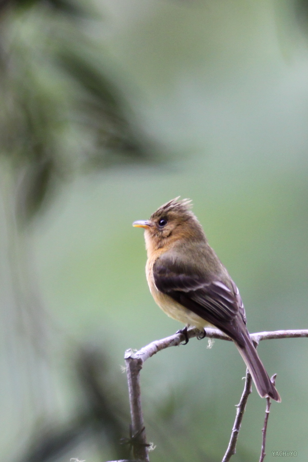 Tufted Flycatcher_b0088514_20155864.jpg