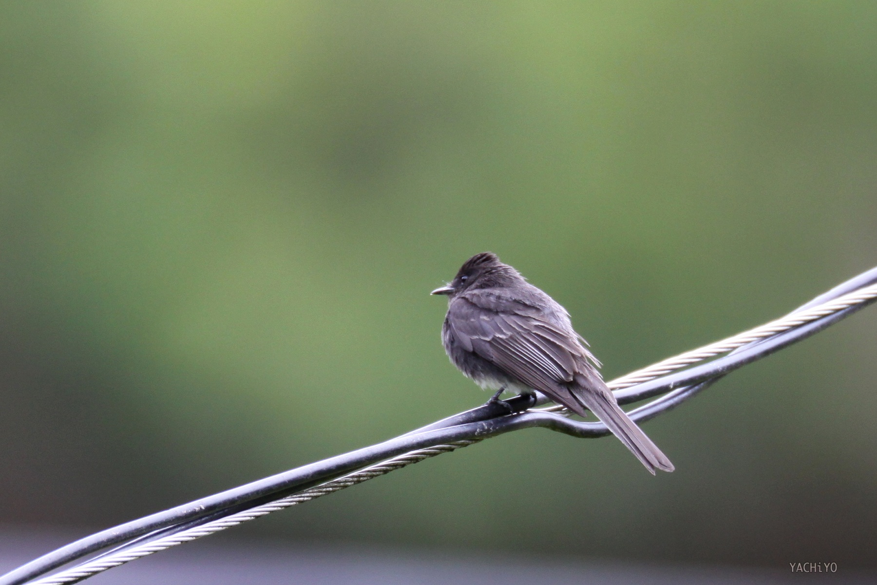 Black Phoebe_b0088514_2022395.jpg