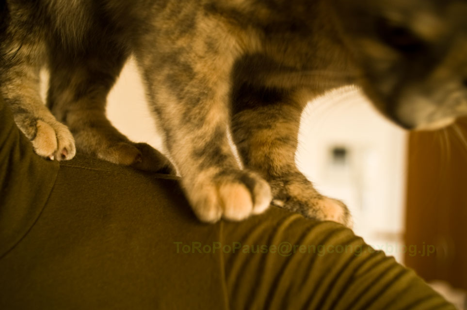 とぼけた猫生活_e0132518_18191752.jpg