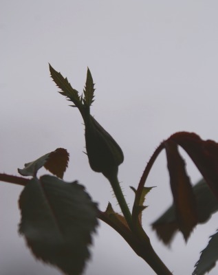 f0170524_11235995.jpg