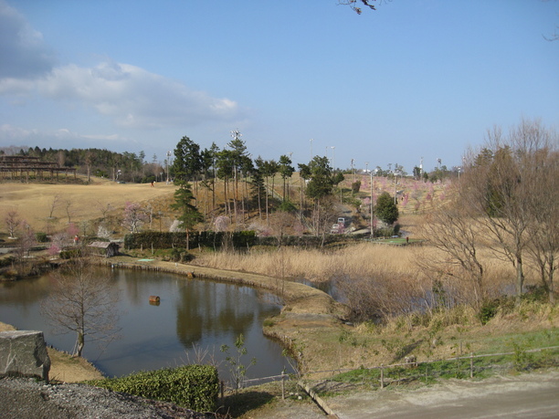 伊勢温泉ゴルフ場の梅園_f0054429_025632.jpg