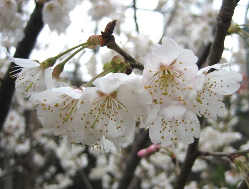 早めの開花宣言?・・・・・PUSH-PULL_d0138130_10241295.jpg