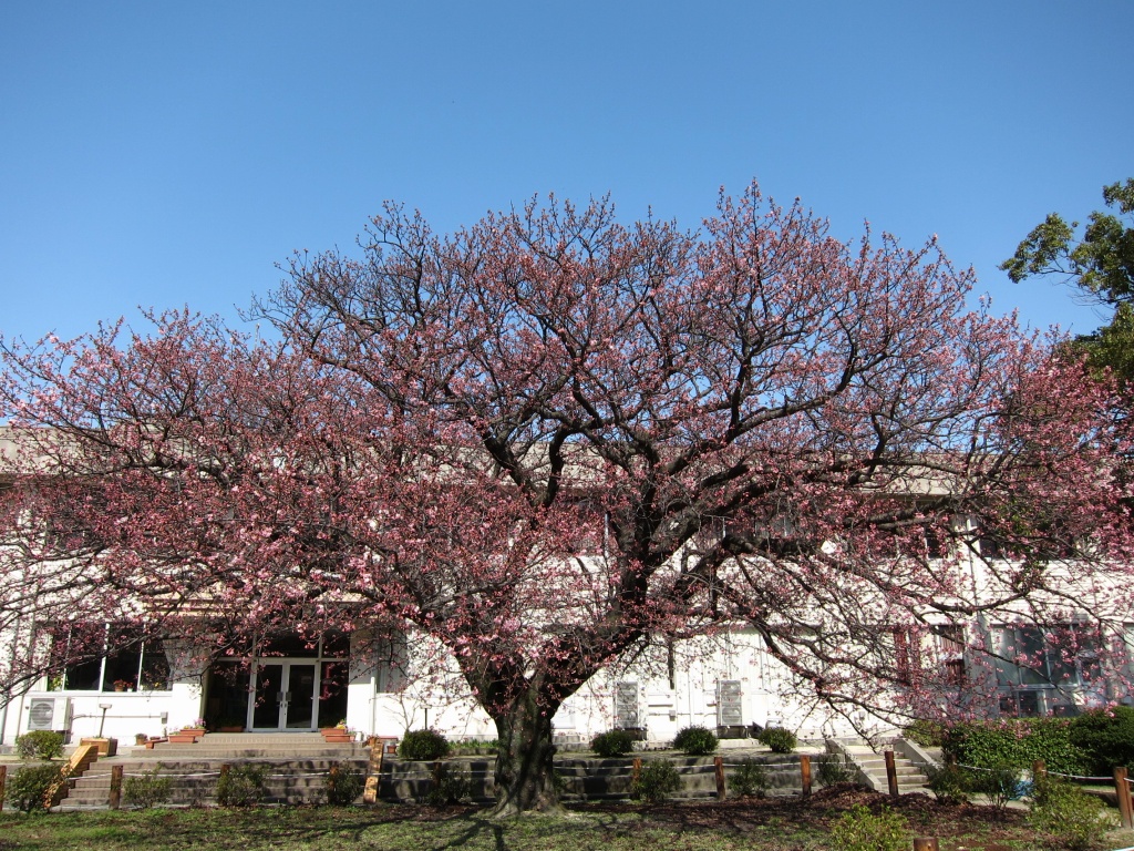 １４２．桜（向島小学校～上関町城山歴史公園）［２２．２．２７］_a0054350_19172436.jpg