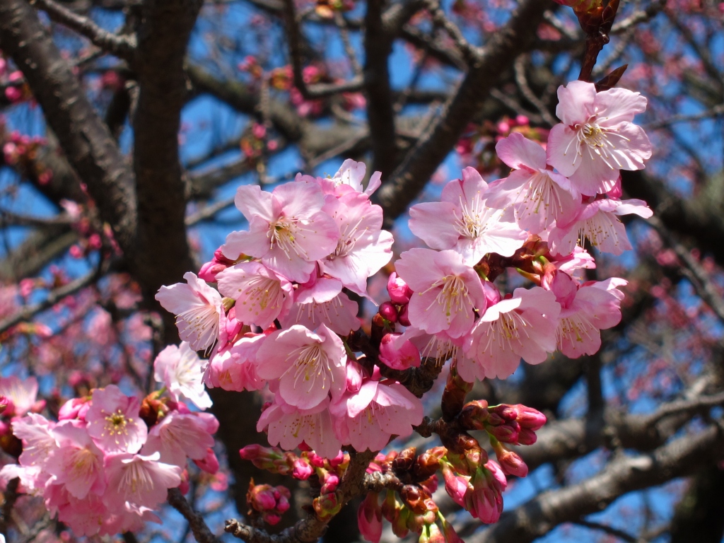 １４２．桜（向島小学校～上関町城山歴史公園）［２２．２．２７］_a0054350_19251163.jpg