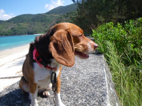 ワンデムタンデム０９秋：１０／30金 ／Ｄａｙ１3／加計呂麻島日帰り旅_f0046250_22504663.jpg