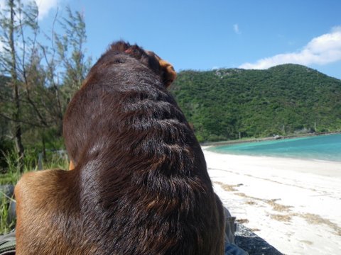 ワンデムタンデム０９秋：１０／30金 ／Ｄａｙ１3／加計呂麻島日帰り旅_f0046250_2251827.jpg