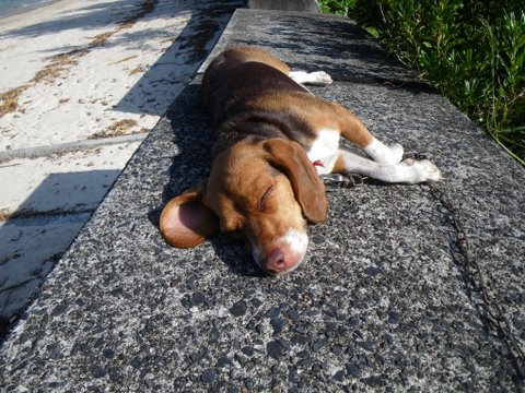 ワンデムタンデム０９秋：１０／30金 ／Ｄａｙ１3／加計呂麻島日帰り旅_f0046250_2362347.jpg