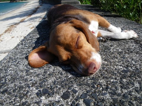 ワンデムタンデム０９秋：１０／30金 ／Ｄａｙ１3／加計呂麻島日帰り旅_f0046250_2364868.jpg