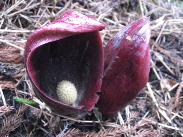 座禅草って 不思議な花だね 発熱するんだって 赤城焼 陶器のねこと苔玉あそび ハナイカダ探検隊 座禅草って 不思議な花だね 発熱するんだって 赤城焼 陶器のねこと苔玉あそび ハナイカダ探検隊