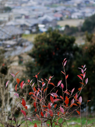 岡寺（おかでら）散歩写真_c0191967_2322168.jpg