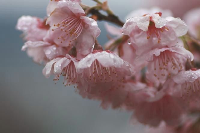 にゃんこと彼岸桜_c0201878_1211973.jpg