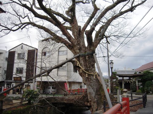 大ケヤキ 木の根橋 丹波市柏原町 明石 兵庫探検 大ケヤキ 木の根橋 丹波市柏原町 明石 兵庫探検