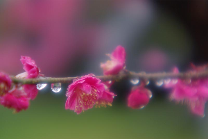 雨の中の梅の花_f0159784_2121293.jpg