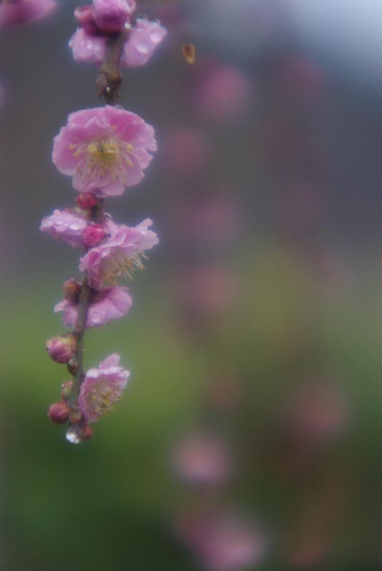 雨の中の梅の花_f0159784_2122165.jpg