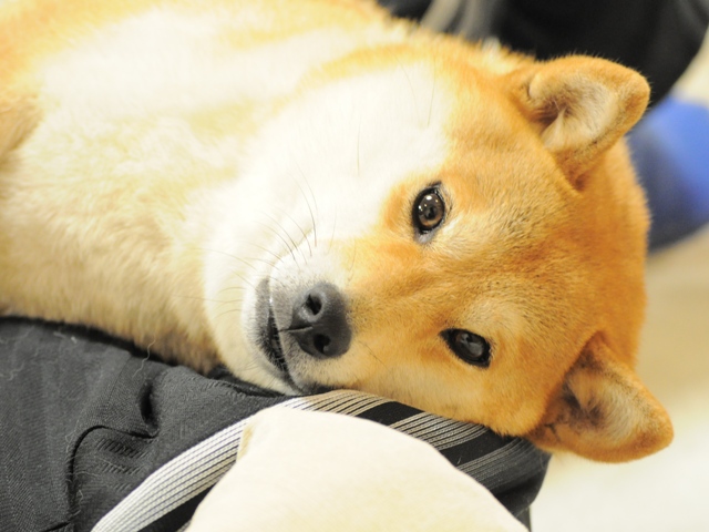 ぞうのエルマー_a0126590_1183650.jpg