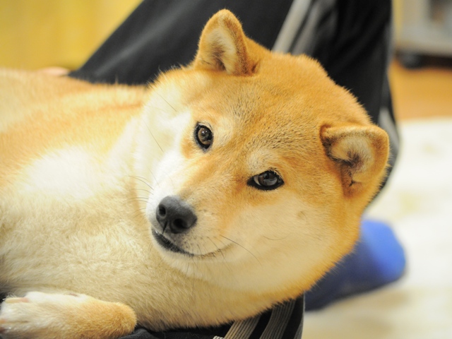 ぞうのエルマー_a0126590_119882.jpg
