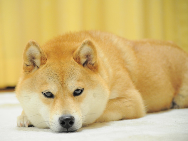 ぞうのエルマー_a0126590_1202512.jpg