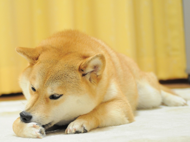 ぞうのエルマー_a0126590_1203311.jpg