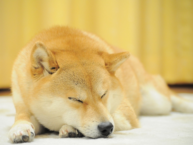 ぞうのエルマー_a0126590_1203926.jpg