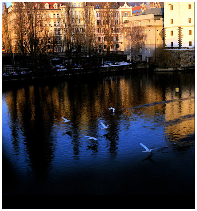 a stranger in Prague　眼下を白鳥がゆく_f0139890_1085257.jpg