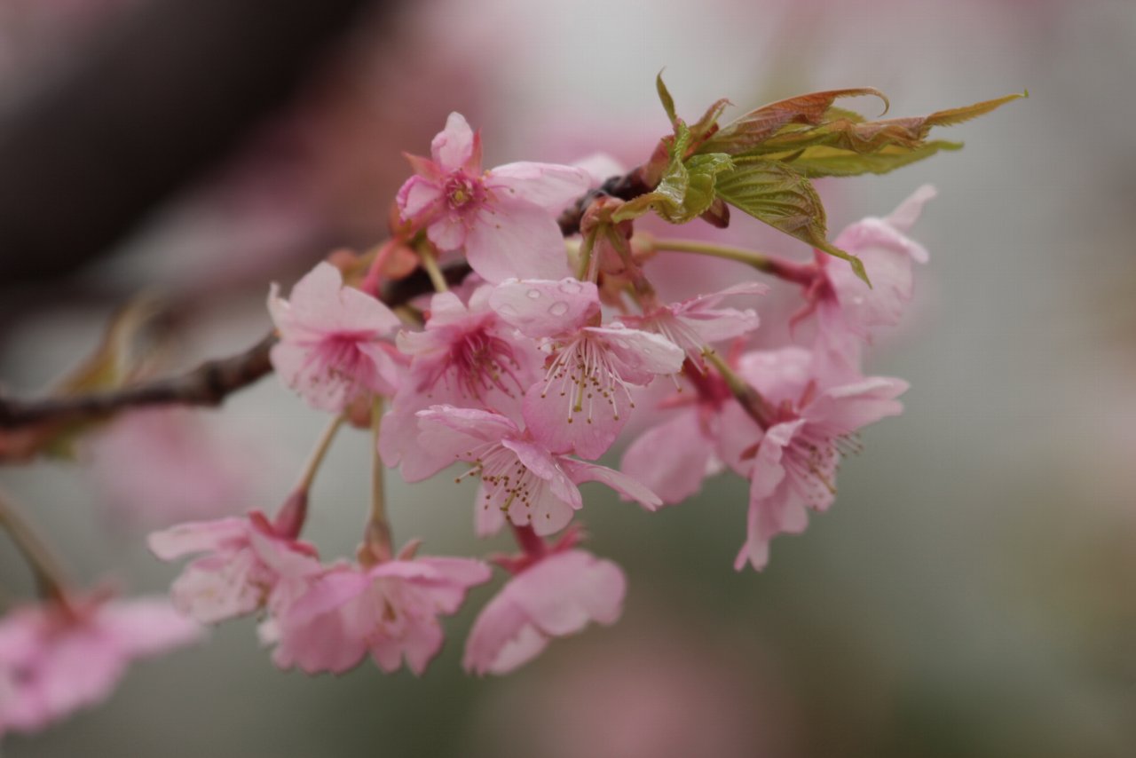 【2010年ＭＭ公園の花達（２）】_e0167295_14284329.jpg