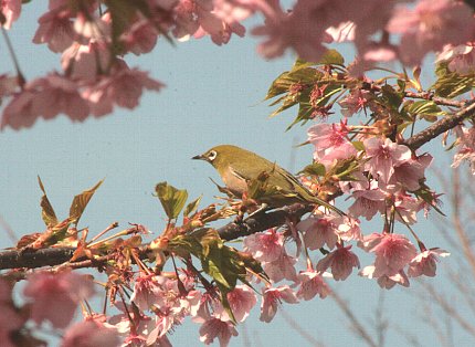 河津桜_b0021297_1258251.jpg