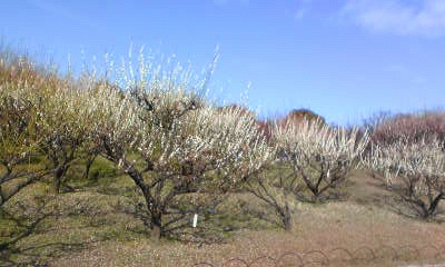 c0180209_17121477.jpg