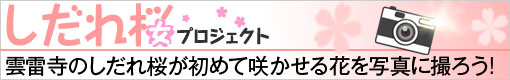 2012 しだれ桜プロジェクト　【4月8日】_c0170415_15192999.jpg