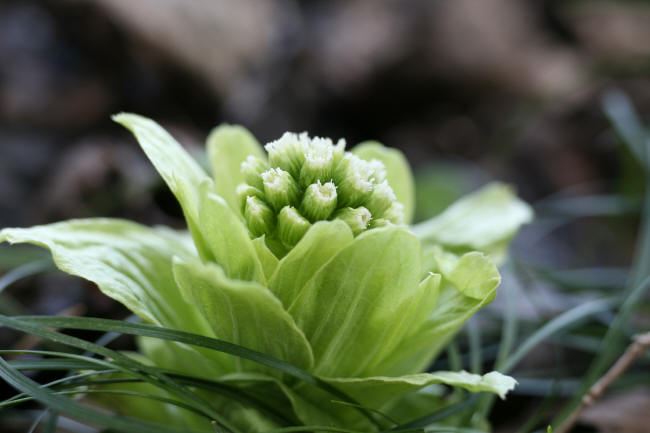 春の芽生え　フキノトウ_f0017530_21133434.jpg