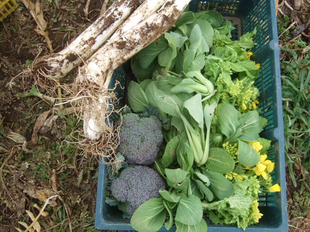野菜の種まき.....気候不順で!_b0137932_19152116.jpg