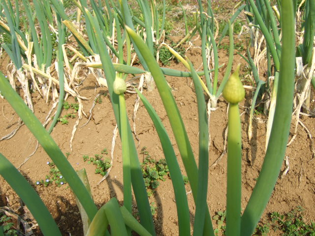 野菜の種まき.....気候不順で!_b0137932_19302470.jpg