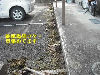 敷地内除草作業と除草剤散布他_f0031037_20185234.jpg