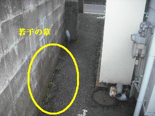 敷地内除草作業と除草剤散布他_f0031037_20285726.jpg