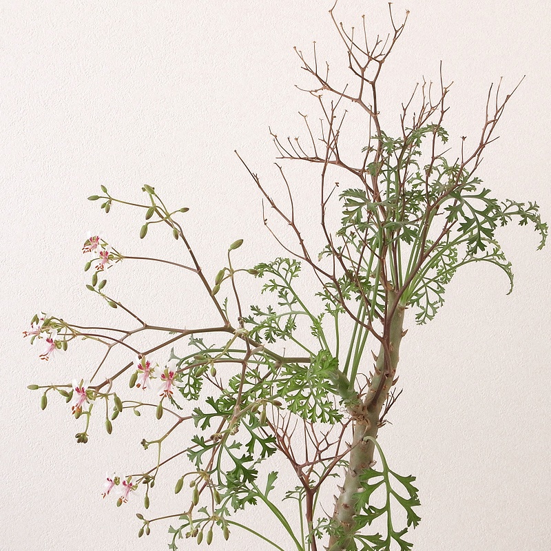 Pelargonium crithmifolium_a0149642_13522147.jpg