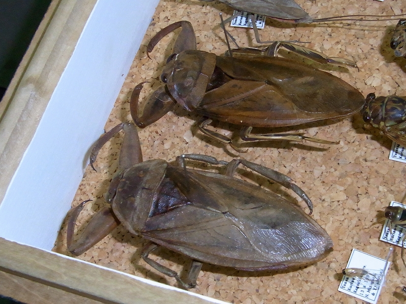 c0142963_14524314.jpg