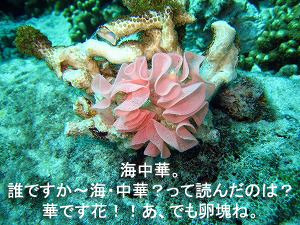海況抜群!ラチャヤイ島!_f0144385_19111441.jpg