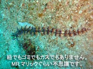 海況抜群!ラチャヤイ島!_f0144385_1924578.jpg