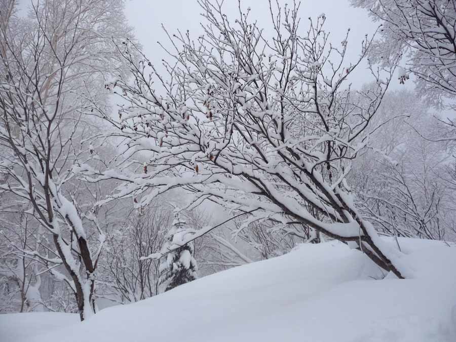 いや〜な雪_c0223095_22305228.jpg