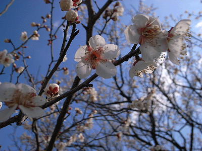 b0117406_1218108.gif