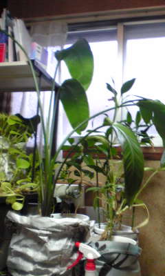 c0180209_15454046.jpg