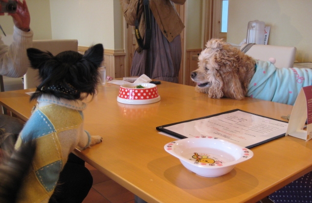 行ってきました!Dog cafe ポワポワ風つけナポリタン!!_b0093221_743445.jpg