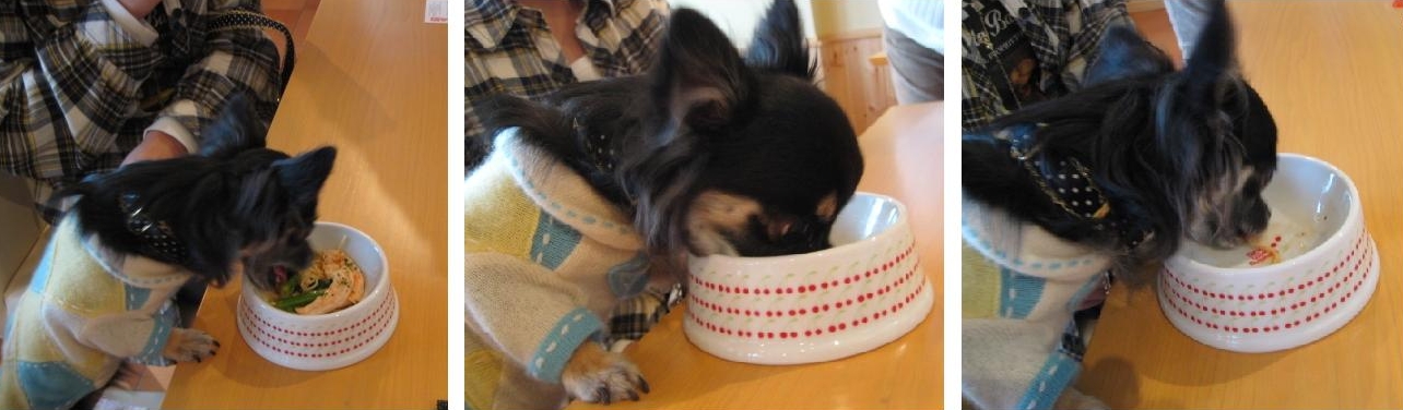 行ってきました!Dog cafe ポワポワ風つけナポリタン!!_b0093221_7435573.jpg
